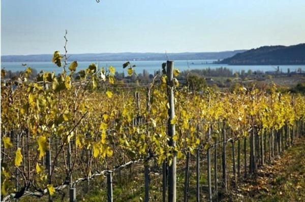 Koczor Winery & Guesthouse Balatonfüred Exteriér fotografie