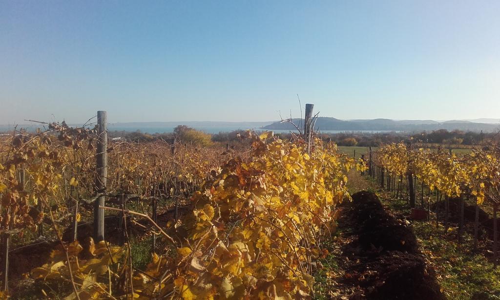 Koczor Winery & Guesthouse Balatonfüred Exteriér fotografie